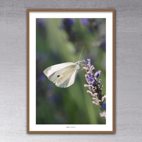 000410 - White Butterfly