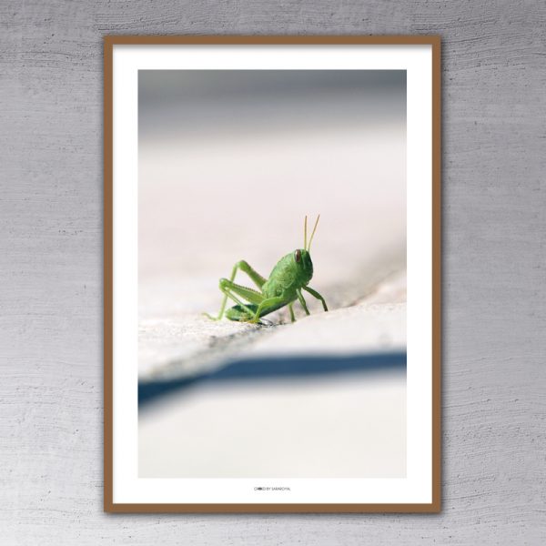 000413 - The Grasshopper