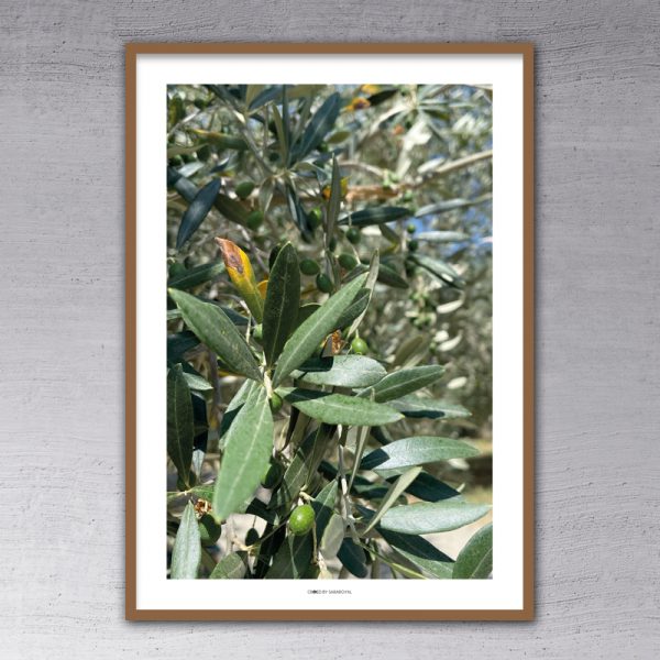 000421 - Olive-Plantation